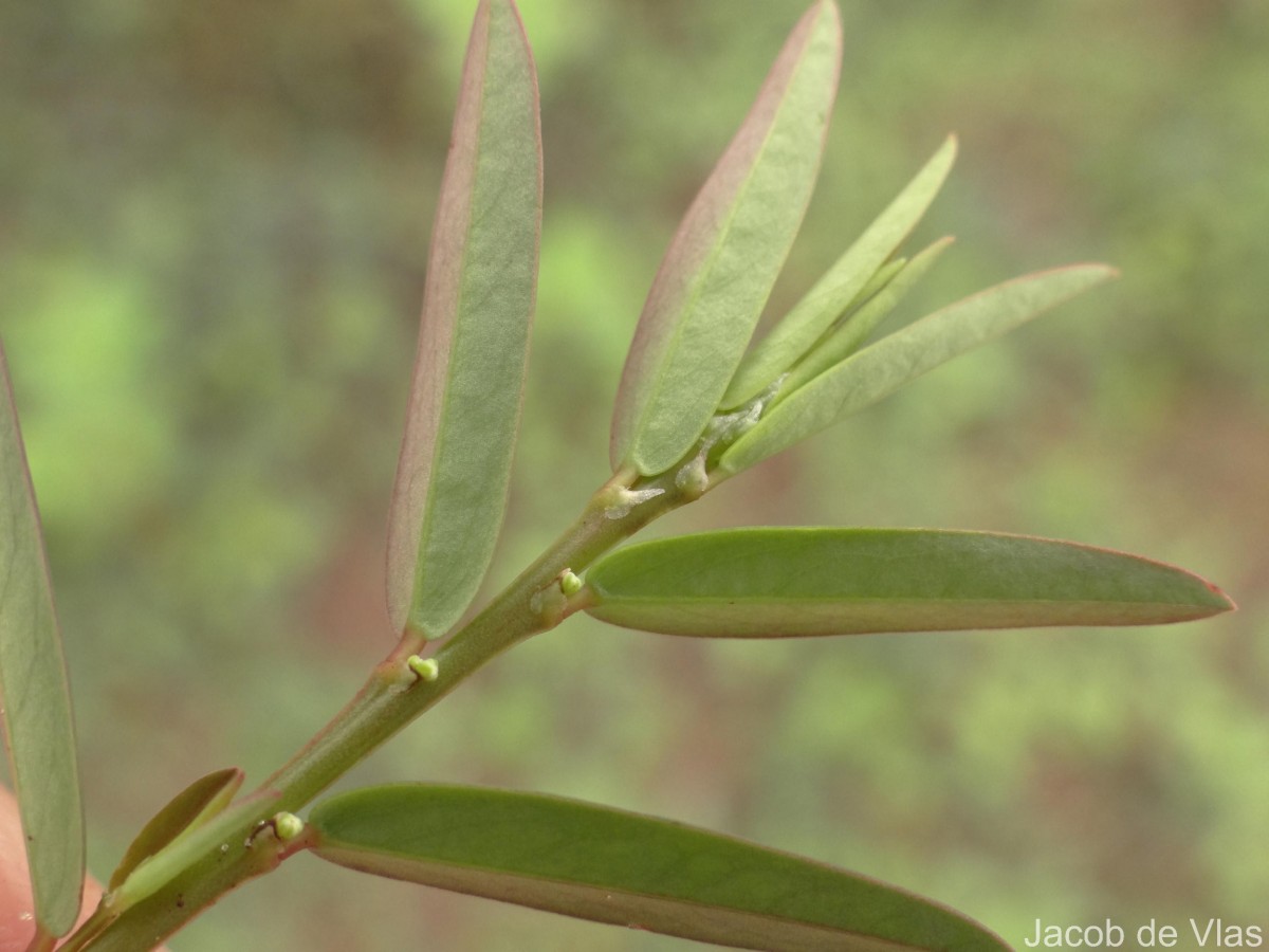 Phyllanthus virgatus G.Forst.